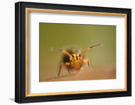 Springtail (Dicyrtomina Ornata) on Oak Tree Leaf-Solvin Zankl-Framed Photographic Print