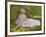 Springtime, 1872-Claude Monet-Framed Giclee Print