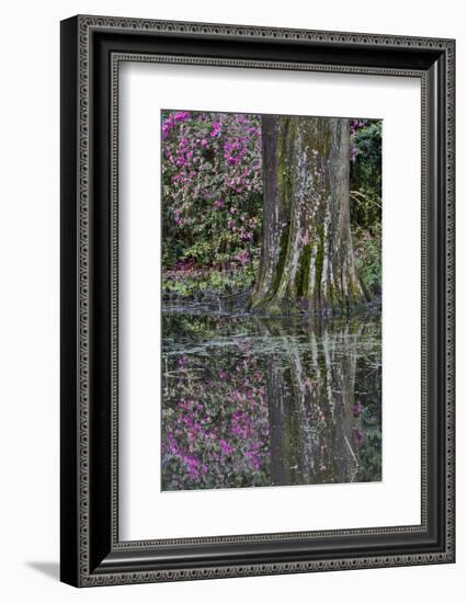 Springtime azalea blooming, Charleston, South Carolina.-Darrell Gulin-Framed Photographic Print
