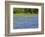 Springtime bloom of bluebonnets and paintbrush near Lake Buchanan Dam, Texas Hill Country-Sylvia Gulin-Framed Photographic Print