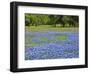 Springtime bloom of bluebonnets and paintbrush near Lake Buchanan Dam, Texas Hill Country-Sylvia Gulin-Framed Photographic Print