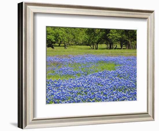 Springtime bloom of bluebonnets and paintbrush near Lake Buchanan Dam, Texas Hill Country-Sylvia Gulin-Framed Photographic Print