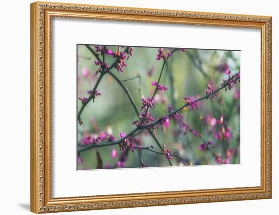 Springtime Branches-Dianne Poinski-Framed Art Print