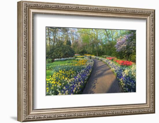 Springtime Colors and Pathway in Kuekenhof Gardens with Hyacinths, Daffodils, Tulips Holland-Darrell Gulin-Framed Photographic Print