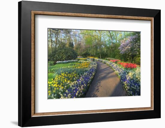 Springtime Colors and Pathway in Kuekenhof Gardens with Hyacinths, Daffodils, Tulips Holland-Darrell Gulin-Framed Photographic Print