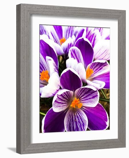 Springtime Dance-Heidi Bannon-Framed Photo