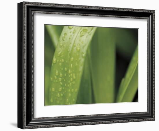 Springtime II-Cinzia Ryan-Framed Giclee Print