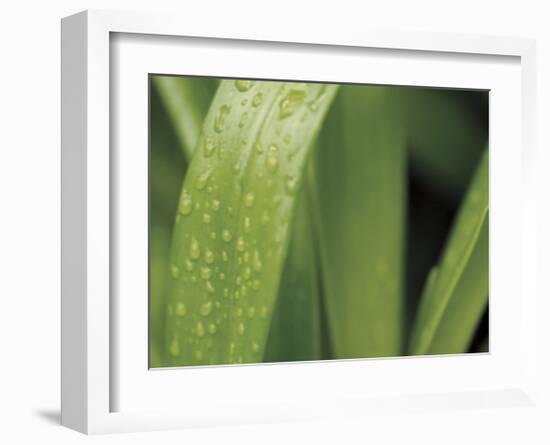 Springtime II-Cinzia Ryan-Framed Giclee Print