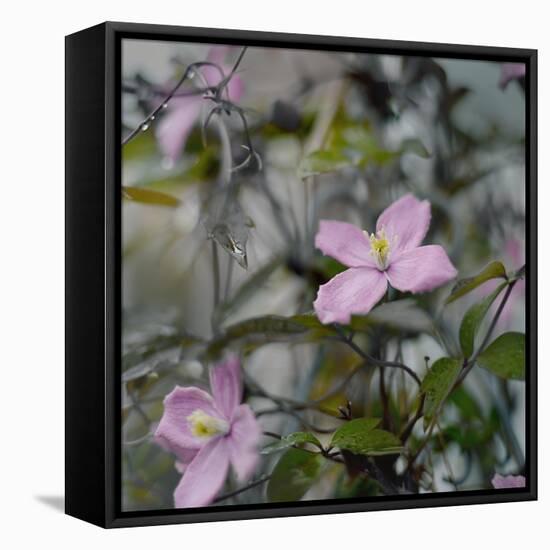 Springtime II-Sarah Gardner-Framed Stretched Canvas