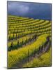 Springtime Mustard Blooms, Carneros Ava., Napa Valley, California-Karen Muschenetz-Mounted Photographic Print