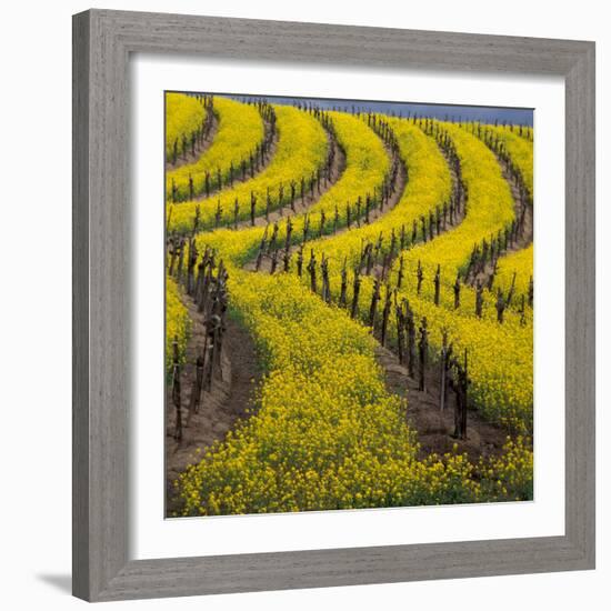 Springtime Mustard Blooms, Carneros Ava., Napa Valley, California-Karen Muschenetz-Framed Photographic Print