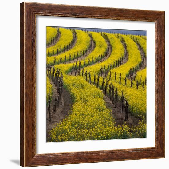 Springtime Mustard Blooms, Carneros Ava., Napa Valley, California-Karen Muschenetz-Framed Photographic Print