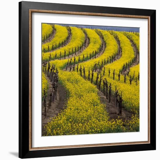 Springtime Mustard Blooms, Carneros Ava., Napa Valley, California-Karen Muschenetz-Framed Photographic Print