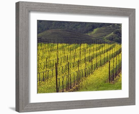 Springtime Mustard Flowers, Napa Valley, Oakville, California-Janis Miglavs-Framed Photographic Print