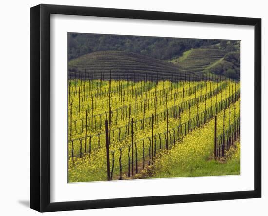 Springtime Mustard Flowers, Napa Valley, Oakville, California-Janis Miglavs-Framed Photographic Print