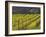 Springtime Mustard Flowers, Napa Valley, Oakville, California-Janis Miglavs-Framed Photographic Print