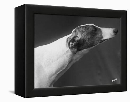 Springtime Owned by Carpenter-Thomas Fall-Framed Premier Image Canvas