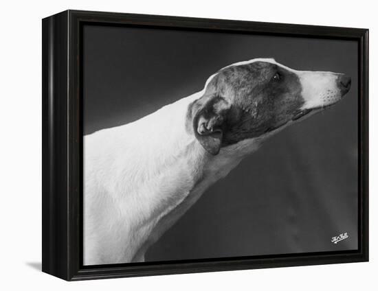 Springtime Owned by Carpenter-Thomas Fall-Framed Premier Image Canvas