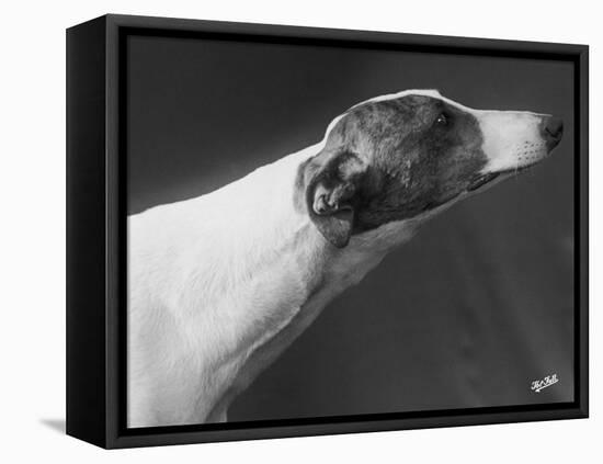 Springtime Owned by Carpenter-Thomas Fall-Framed Premier Image Canvas