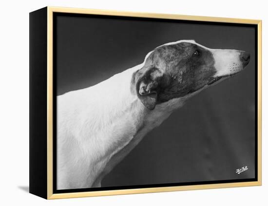 Springtime Owned by Carpenter-Thomas Fall-Framed Premier Image Canvas