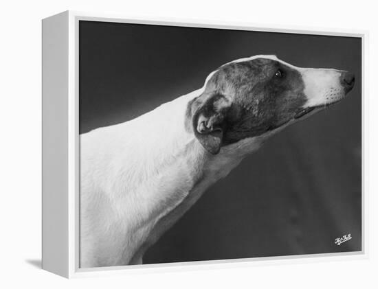 Springtime Owned by Carpenter-Thomas Fall-Framed Premier Image Canvas