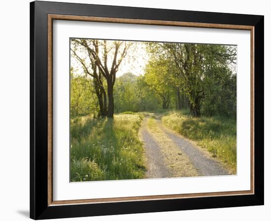 Springtime Path in the Countryside, Mantova/Mantua, Italy-Michele Molinari-Framed Photographic Print