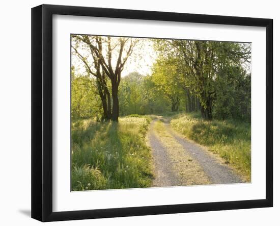 Springtime Path in the Countryside, Mantova/Mantua, Italy-Michele Molinari-Framed Photographic Print