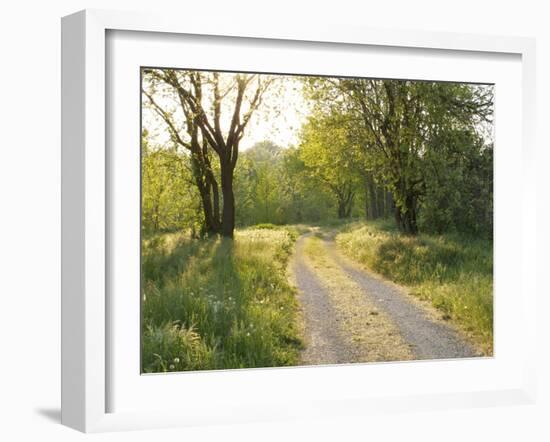 Springtime Path in the Countryside, Mantova/Mantua, Italy-Michele Molinari-Framed Photographic Print