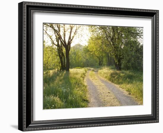 Springtime Path in the Countryside, Mantova/Mantua, Italy-Michele Molinari-Framed Photographic Print