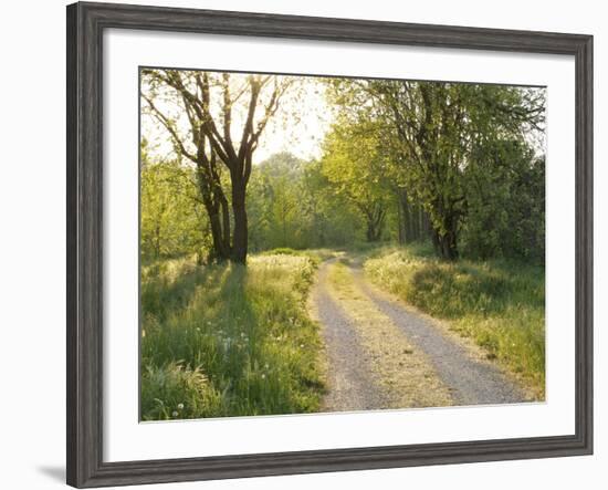 Springtime Path in the Countryside, Mantova/Mantua, Italy-Michele Molinari-Framed Photographic Print