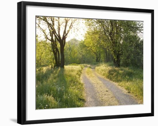 Springtime Path in the Countryside, Mantova/Mantua, Italy-Michele Molinari-Framed Photographic Print