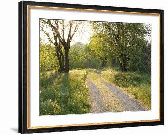 Springtime Path in the Countryside, Mantova/Mantua, Italy-Michele Molinari-Framed Photographic Print