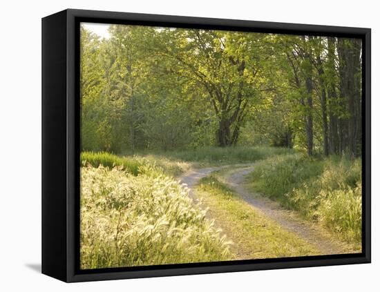 Springtime Path in the Countryside, Mantova/Mantua, Italy-Michele Molinari-Framed Premier Image Canvas