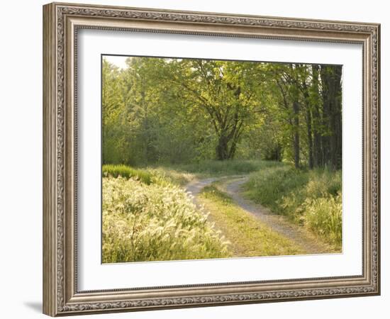 Springtime Path in the Countryside, Mantova/Mantua, Italy-Michele Molinari-Framed Photographic Print