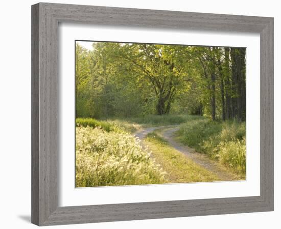 Springtime Path in the Countryside, Mantova/Mantua, Italy-Michele Molinari-Framed Photographic Print