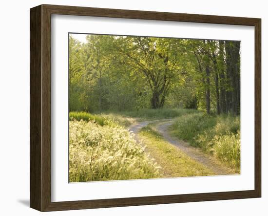 Springtime Path in the Countryside, Mantova/Mantua, Italy-Michele Molinari-Framed Photographic Print