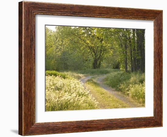 Springtime Path in the Countryside, Mantova/Mantua, Italy-Michele Molinari-Framed Photographic Print