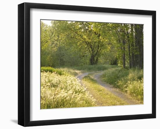 Springtime Path in the Countryside, Mantova/Mantua, Italy-Michele Molinari-Framed Photographic Print