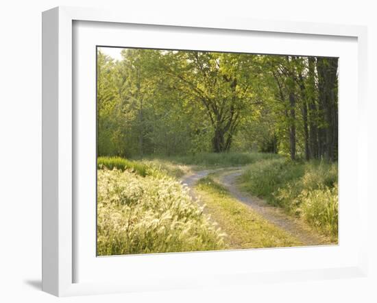 Springtime Path in the Countryside, Mantova/Mantua, Italy-Michele Molinari-Framed Photographic Print