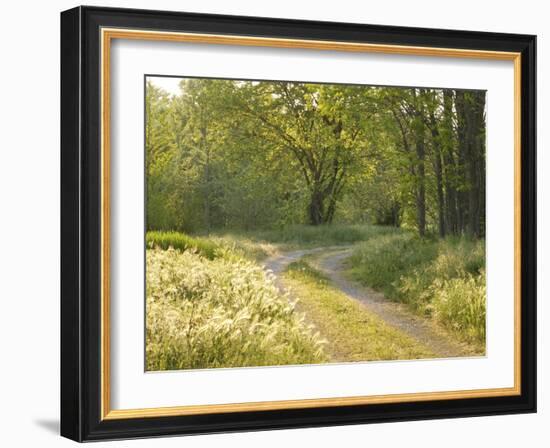 Springtime Path in the Countryside, Mantova/Mantua, Italy-Michele Molinari-Framed Photographic Print