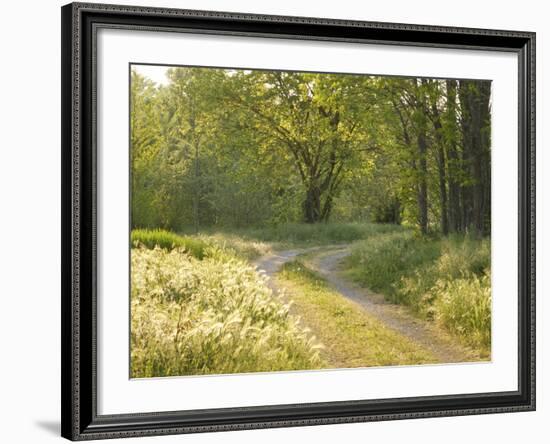 Springtime Path in the Countryside, Mantova/Mantua, Italy-Michele Molinari-Framed Photographic Print