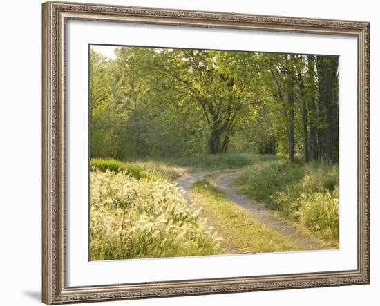 Springtime Path in the Countryside, Mantova/Mantua, Italy-Michele Molinari-Framed Photographic Print