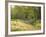 Springtime Path in the Countryside, Mantova/Mantua, Italy-Michele Molinari-Framed Photographic Print