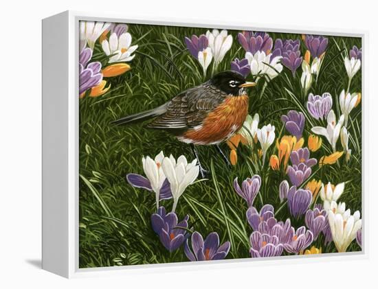 Springtime Robin with Crocus-William Vanderdasson-Framed Premier Image Canvas