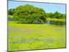 Springtime wildflower field near Independence and Highway 390 with oak tree and pond-Sylvia Gulin-Mounted Photographic Print