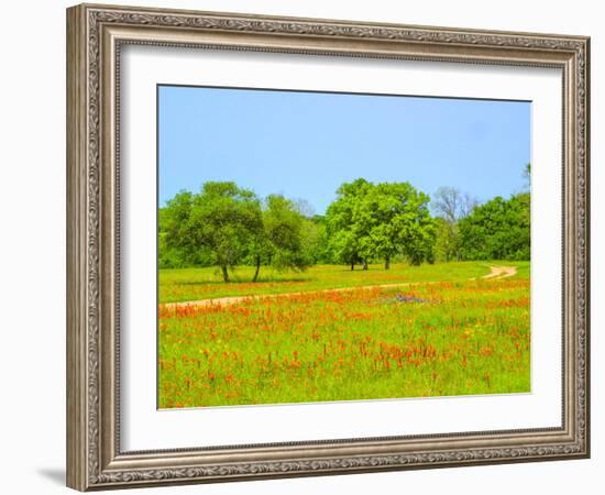 Springtime wildflower field with dirt road just south of Independence Texas-Sylvia Gulin-Framed Photographic Print