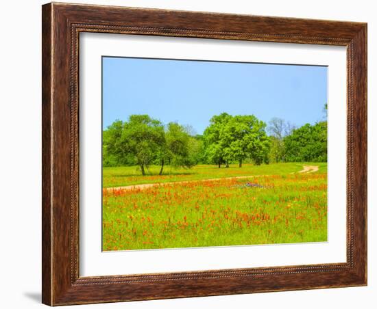 Springtime wildflower field with dirt road just south of Independence Texas-Sylvia Gulin-Framed Photographic Print