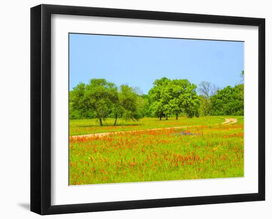 Springtime wildflower field with dirt road just south of Independence Texas-Sylvia Gulin-Framed Photographic Print