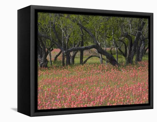 Springtime with Indian Paint Brush and Oak Trees, Near Nixon, Texas, USA-Darrell Gulin-Framed Premier Image Canvas