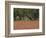 Springtime with Indian Paint Brush and Oak Trees, Near Nixon, Texas, USA-Darrell Gulin-Framed Photographic Print